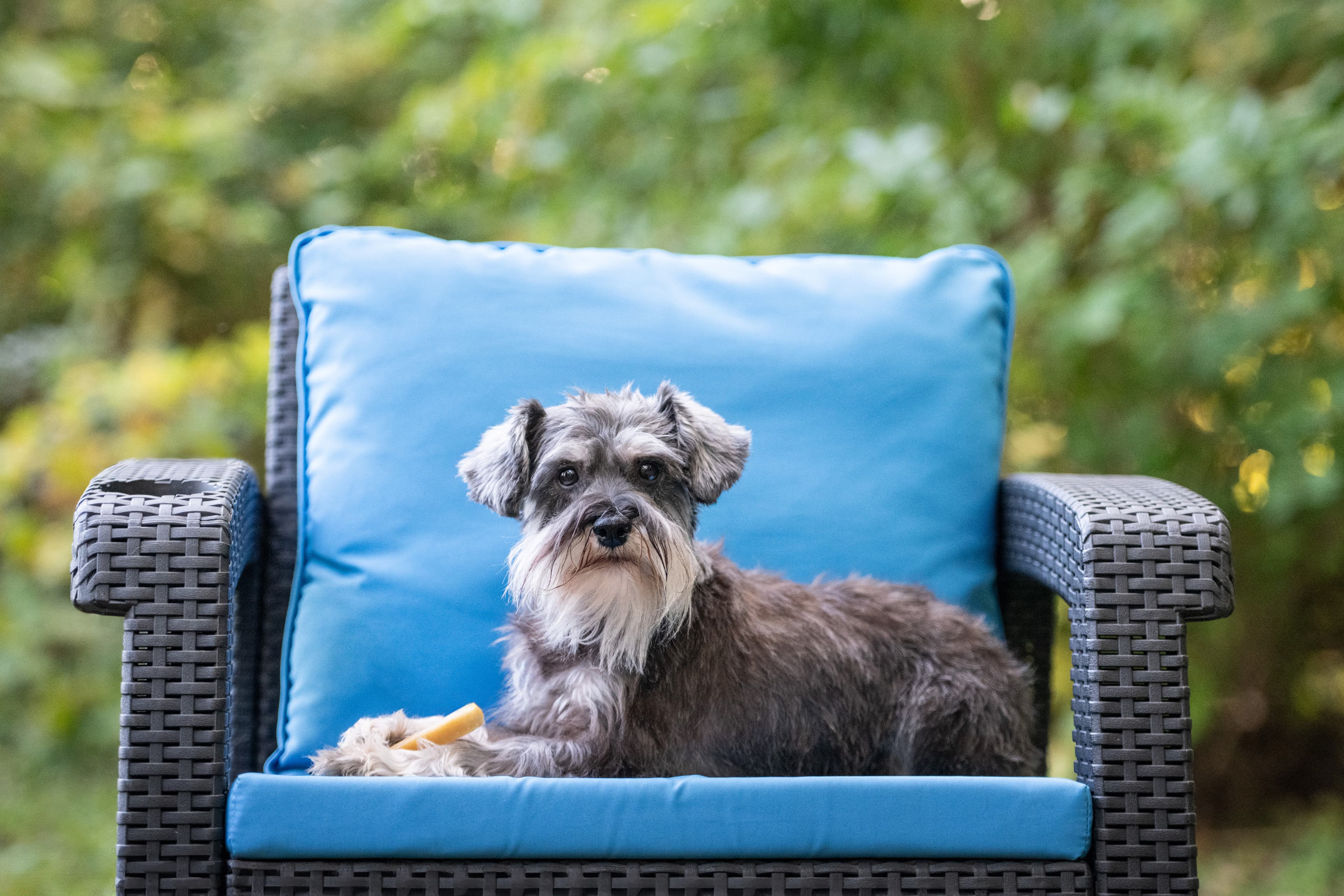 chaise bercante pour chiens qui pleurent
